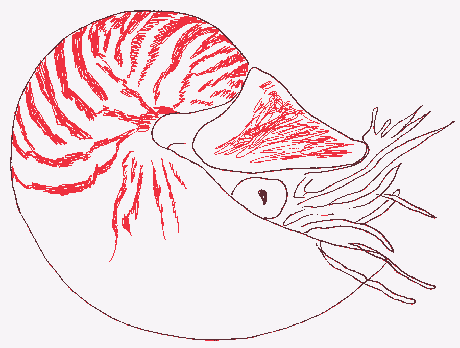 nautilus_pompilius_900x682.gif